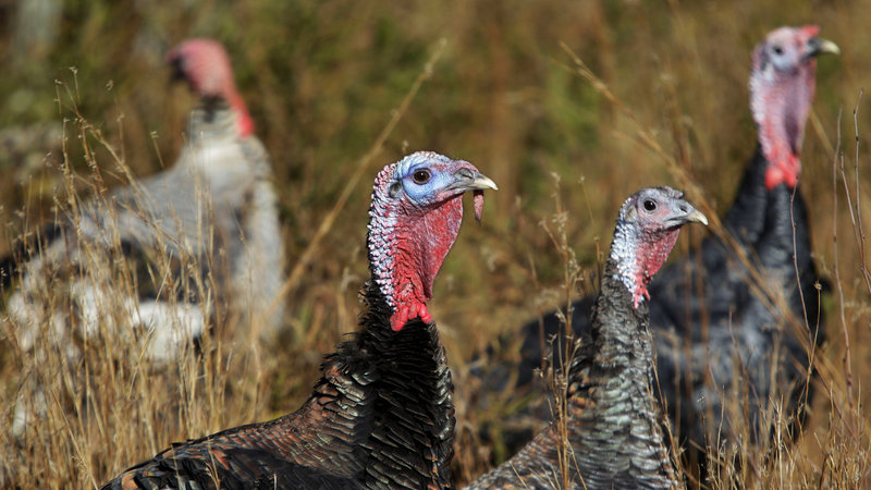 Heritage turkeys like these Standard Bronze Hens, right, and Narragansett, background left, can now be ordered online via sites like Local Harvest. Heritage turkeys like these Standard Bronze Hens, right, and Narragansett, background left, can now be ordered online via sites like Local Harvest.